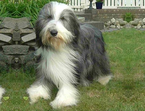 Bearded Collie Puppies, Collie Breeds, Tibetan Terrier, Collie Puppies, Bearded Collie, Rough Collie, Collie Dog, Animal References, Must Love Dogs