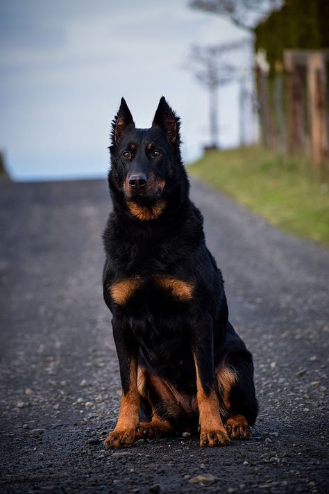 Beauceron Females | Svajone Kennels Beauceron Dog Aesthetic, Beauceron Aesthetic, Cool Dog Breeds, Beauceron Puppy, Beauceron Dog, Protective Dog Breeds, Protection Dogs, Working Dogs Breeds, Protective Dogs