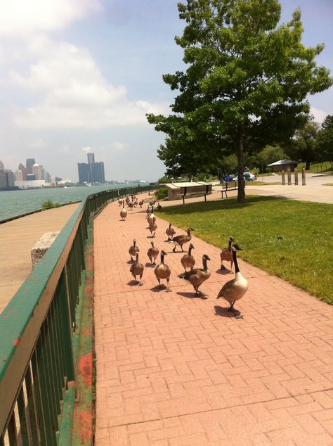 Out for a walk on the Riverfront, Windsor, Ontario - Canada Windsor Ontario, Student Athlete, Ontario Canada, Vacation Spots, Walk On, A Walk, Windsor, Ontario, Dolores Park