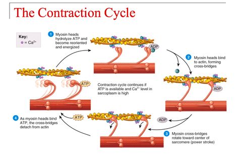 Muscle Contraction Cycle Muscle Contraction Steps, Eccentric Muscle Contraction, Muscular System Anatomy, Muscle Diagram, Muscle Structure, Basic Anatomy And Physiology, Nurse Study Notes, Exercise Physiology, Human Body Anatomy