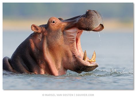 Big Mouth by Marsel van Oosten, via Flickr Kuda Nil, Mouth Photo, Regard Animal, Wild Kingdom, Big Mouth, African Wildlife, African Animals, Hippopotamus, African Safari