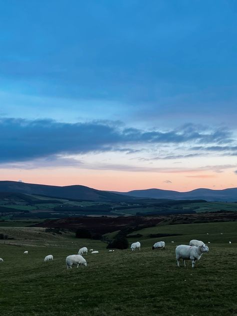 Ireland Sheep Aesthetic, Ireland Mountains, Ireland Sheep, Ireland Sunset, Ireland Countryside, Ireland People, Backpacking Ireland, Ireland Culture, Ireland Hotels