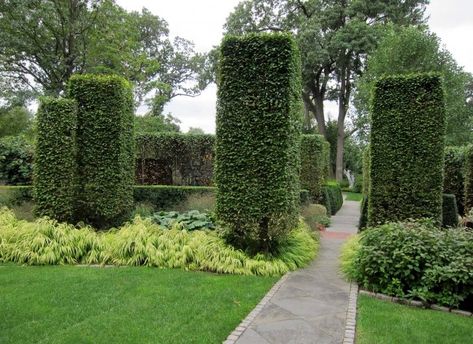 At gardener Silas Mountier’s home, “imposing hornbeam uprights create tall drama above the shorn arcs of boxwood and cherry laurel hedges, on either side of an undeviating bluestone path,” writes contributor Marie Viljoen. See more at Garden Visit: At Home with Silas Mountsier in New Jersey. Photograph by Marie Viljoen. Cherry Laurel Hedge, Laurel Shrub, Cherry Laurel, Laurel Hedge, Beech Hedge, Bay Tree, Easy Landscaping, Planting Shrubs, Garden Shrubs