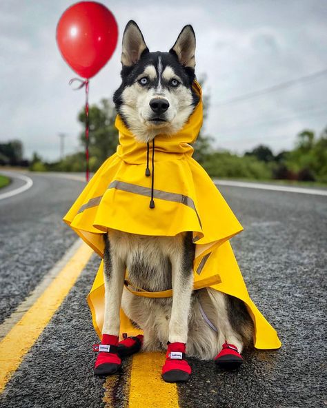 1,682 Likes, 169 Comments - Kyzer the Husky (@kyzerthehusky) on Instagram: “When someone says “you drink too much pumpkin spice” and you realize you don’t need that negativity…” Husky Costume, Halloween Dog Costume, Cute Dog Costumes, Dog Contest, Baby Huskies, Animal Photoshoot, Competition Winner, Dog Obsessed, Husky Funny