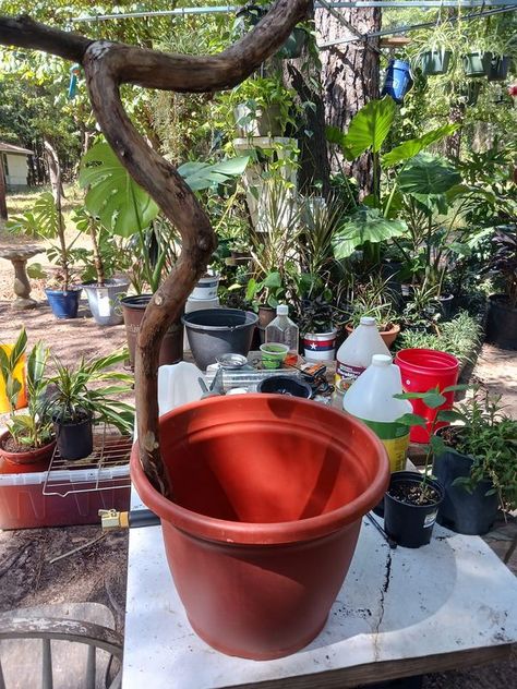 Tips & Tricks For Monstera Happiness | Here's a post on how to repot your monstera while adding a climbing pole | Facebook Monstera Pole, Monstera Climbing, Monstera Support, Container Patio, Patio Gardening, Tips Tricks, The Plant, Patio Garden, Climbing