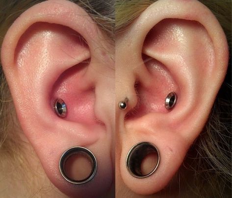 4g punched conch Conch Punch Piercing, Conch Punch, Contra Conch, Snug And Conch Piercing Together, Stretched Conch Piercing, Celebrities With Conch Piercing, Stretched Conch, Girly Jewelry Peircinhx Conch, Dream Piercings