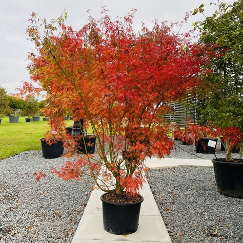 Buy Acer palmatum dissectum 'Seiryu' - Architectural Plants Compost Mulch, Evergreen Ferns, Succulent Tree, Architectural Plants, Plant Pests, Plant Book, Acer Palmatum, Big Leaves, Plant Health