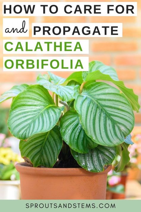 Calathea Orbifolia Plant Care, Calathea Orbifolia Care, Types Of Calathea Plant, Orbifolia Calathea, Calathea Plant Care, Calathea Varieties, Safe House Plants, Calathea Orbifolia, How To Water Succulents