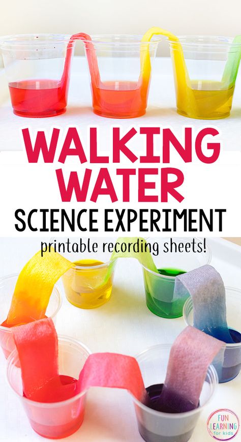 Walking Water Science Experiment, Science Experiments Kids Preschool, Rainbow Science, Water Science Experiments, Spring Science, Walking Water, Science For Toddlers, Science Experiment For Kids, Rainbow Activities