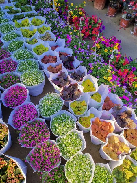 Flower Wholesale Market, Dadar Flower Market, Job Ideas, Buy Flowers, Wholesale Flowers, Flower Market, Guangzhou, Pretty Flowers, A Flower