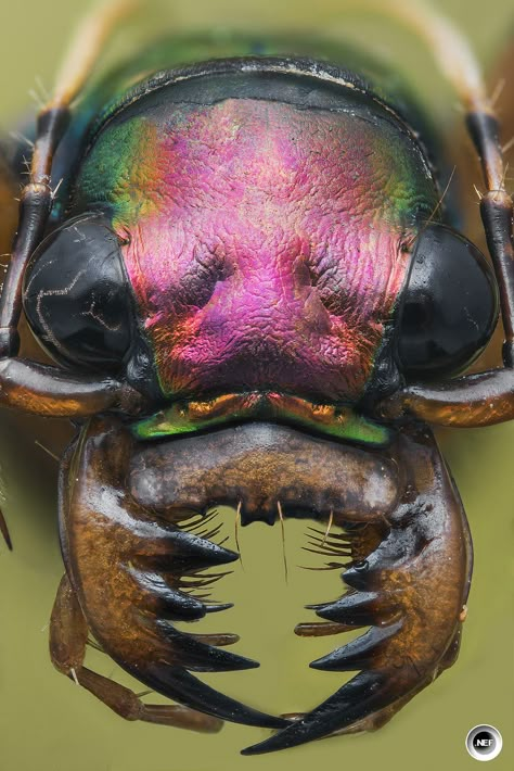 Close Up Bug Photography, Bugs Close Up, Beetle Close Up, Bug Close Ups, Insects Up Close, Insects Close Up, Insect Close Up, Bugs Up Close, Eye Close Up Drawing