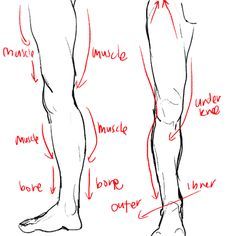 Drawing Legs Related Keywords & Suggestions - Drawing Legs Long ... Leg Anatomy, Drawing Comics, Drawing Legs, Anatomy Tutorial, Human Anatomy Drawing, Human Figure Drawing, Human Anatomy Art, Anatomy Sketches, Drawing Faces