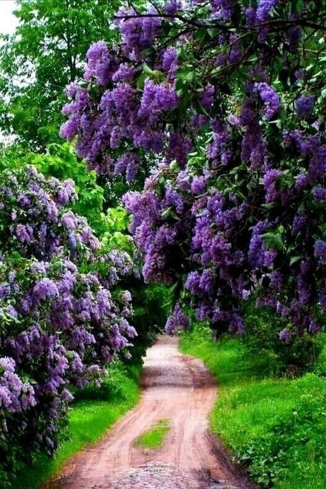 Lilac Wine, Lilac Cottage, Hydrangea Bloom, Lilac Bushes, Lilac Tree, Lilac Blossom, Unique Trees, Dirt Road, Flowering Trees