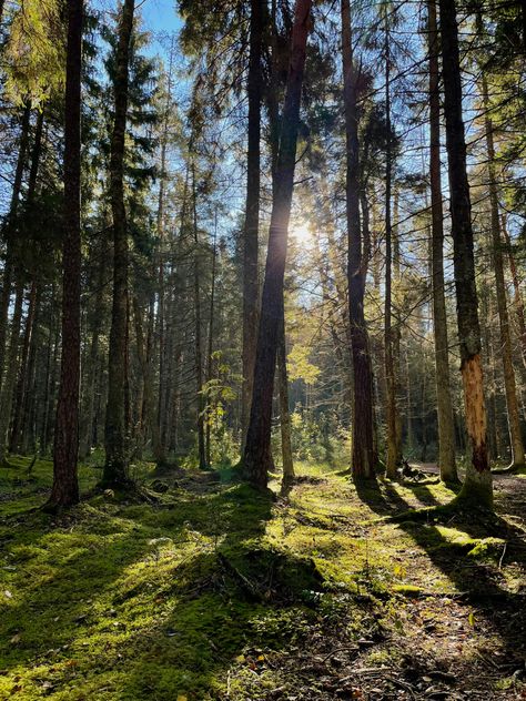 Tiktok Slideshow Pictures Aesthetic, Green Wood Aesthetic, Green Forest Aesthetic, Nature Green Aesthetic, Moss Green Aesthetic, Green Trees Aesthetic, Green Nature Aesthetic, Trees Aesthetic, Light Green Nature Aesthetic