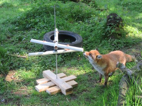 Spinning tube feeder Fox Enrichment Ideas, Canine Enrichment Ideas, Dog Puzzles Diy, Fox Enrichment, Raptor Enrichment, Bear Enrichment, Bird Enrichment, Dog Enrichment Ideas, Canine Enrichment