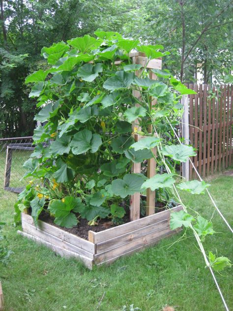 25 Best ideas to grow zucchini vertically in garden, raised beds or pots, with easy DIY trellises, arches, & tunnels for successful vegetable gardening. - A Piece of Rainbow, backyard, small space gardens, grow your own food, homestead, homesteading, spring, summer, edible garden, landscaping tips Pumpkin Trellis, Squash Trellis, Vertical Vegetable Gardens, Vegetable Garden Planner, Pumpkin Garden, Vertical Vegetable Garden, Farm Plans, Growing Pumpkins, Diy Trellis