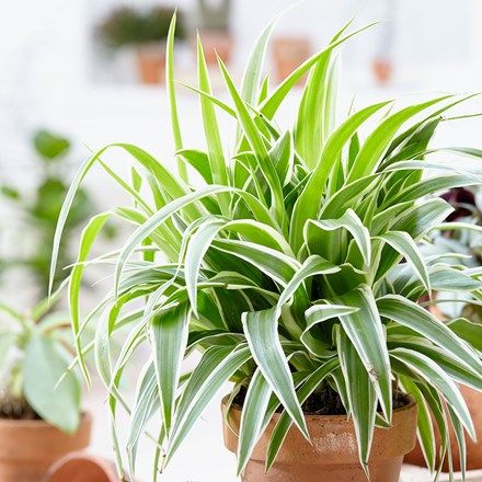 Chlorophytum comosum Ocean Bulb Planting Tools, Chlorophytum Comosum, Best Air Purifying Plants, Lan Chi, Spider Plant, Garden Parasols, Perennial Shrubs, Orchid Pot, Planting Hydrangeas