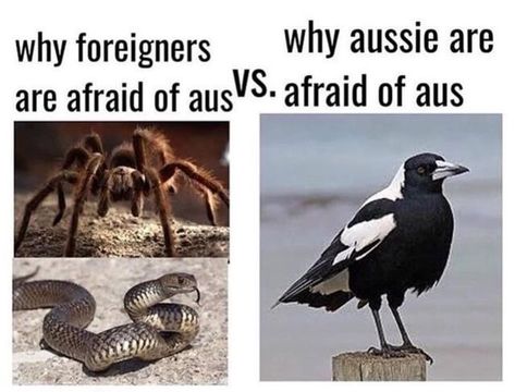 Australian Tumblr, Aussie Memes, Funny Aussie, Australian Memes, Meanwhile In Australia, Funny Australian, Australia Funny, Jesus Memes, Funny Tumblr