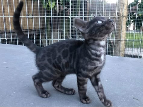 Black Bengal Kitten, Black Bengal Cat, Gorgeous Cats, Pretty Animals, Silly Animals, Warrior Cat, Bengal Cat, Cute Animal Photos