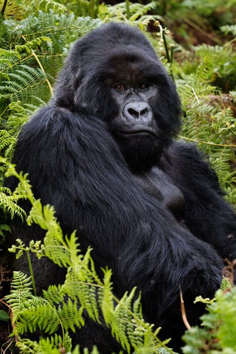 Embark on a thrilling Uganda adventure with our Gorilla Tours, Chimpanzee Trekking, and Wildlife Safaris! Explore Bwindi Impenetrable Forest, Kibale Forest National Park, and Queen Elizabeth National Park. Immerse yourself in local communities and stay in comfortable lodges. Book your unforgettable trip now! #UgandaSafari #GorillaTours #ChimpanzeeTrekking #WildlifeSafaris #TravelUganda https://www.agsafaris.com/safari-offers/5-day-gorillas-tours/ Trip To Africa, African Antelope, Wildlife Biologist, Gorilla Trekking, Monkey Island, One Percent, National Park Photos, Nature Hikes, Wildlife Safari