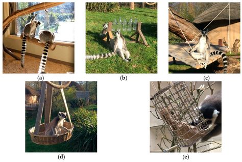 JZBG | Free Full-Text | Effects of Enclosure and Environmental Enrichment on the Behaviour of Ring-Tailed Lemurs (Lemur catta) | HTML Lemur Enrichment Ideas, Lemur Enrichment, Monkey Enrichment, Primate Enrichment, Common Marmoset, Zoo Enrichment, Enrichment Projects, Outdoor Enclosure, Zoo Toys