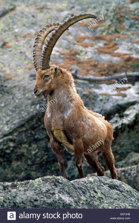 Big dominant Alpine ibex (Capra ibex) with huge horns standing in mountain rock face in the Alps Stock Photo Alpine Ibex, Animals With Horns, Mountain Rock, Rock Mountain, Animals Tattoo, Passion Photography, Rock Face, Mountain Goat, Majestic Animals