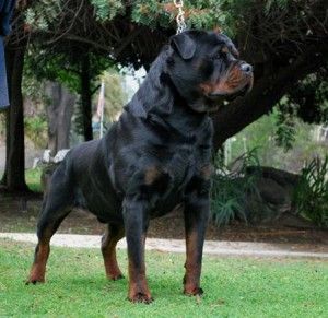 von ruelmann rottweilers-rottweiler puppies for sale in california German Rottweiler Puppies, Ahal Teke, Rottweiler Breeders, German Rottweiler, Rottweiler Puppies For Sale, Rottweiler Love, Stud Dog, Rottweiler Lovers, Rottweiler Puppies