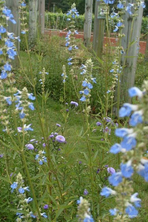 Salvia Azurea, Silver Carpet, Annabelle Hydrangea, Garden Images, Native Garden, Clydesdale, California Poppy, Plant List, Garden Borders