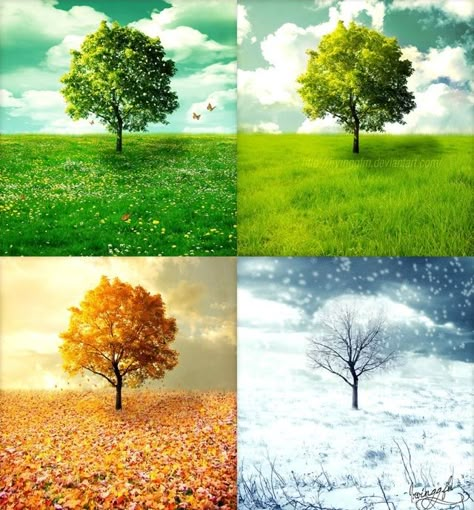 The four seasons The Four Seasons Vivaldi, Four Seasons Painting, Four Seasons Art, Boom Kunst, Your Spirit Animal, Seasons Art, المملكة العربية السعودية, Four Season, Seasons Of The Year