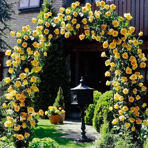 Yellow Climbing Rose Bushes | climbing roses are of different types we all know climbing roses for ... Yellow Climbing Rose, Rose Belle, Climbing Rose, Rose Bush, Climbing Roses, Blooming Rose, Climbing Plants, Garden Cottage, Rose Garden