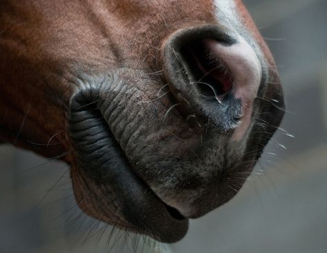 Horse Head Anatomy, Horse Muzzle, Horses Anatomy, Horse Nose, Horses Eyes, Horse Mouth, Equine Anatomy, Texas Animals, Equine Veterinary