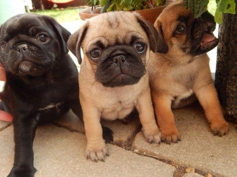 Black Pugs, Pug Puppies For Sale, Black Pug Puppies, House Pets, Fawn Pug, Pug Dogs, Baby Pugs, Pug Pictures, Pug Mom