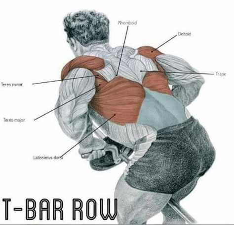 The-bar row for big lats Workout Anatomy, Back Workout Program, Row Workout, Home Back Workout, Back Workout At Home, Chest Workout Routine, Gym Workout Guide, T Bar Row, Muscle Building Workouts