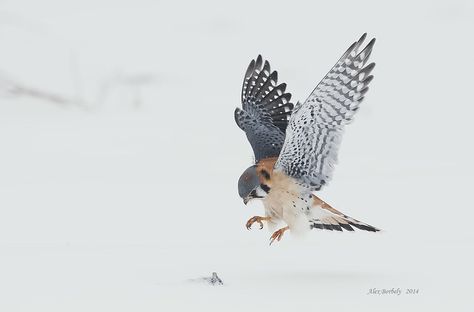 AMERICAN KESTREL - 09a | Alex Borbely | Flickr Kestrel Tattoo, Bird Of Prey Tattoo, Bird Tattoo Ribs, American Kestrel, Rule Of Three, Amazing Birds, Tattoo Project, Kestrel, Summer Projects