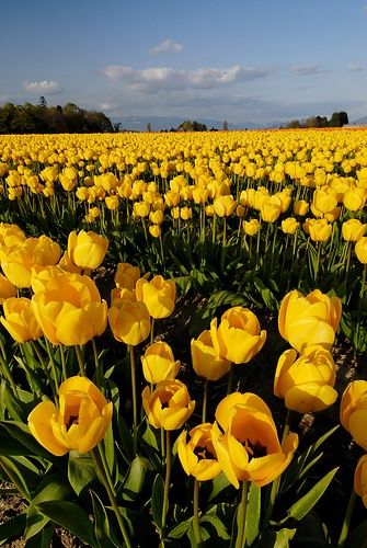 Wishing for spring, part deux. Tulip Field, via Flickr. Tulip Field, Sunflower Garden, Tulips Garden, Tulip Fields, Yellow Tulips, Yellow Wallpaper, Yellow Aesthetic, Tulips Flowers, Mellow Yellow