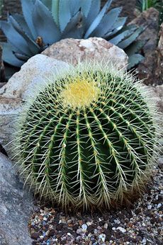 How To Grow Cactus, Golden Barrel Cactus, Garden Cactus, Cactus Care, Cactus Planta, نباتات منزلية, Barrel Cactus, Desert Garden, Green Cactus