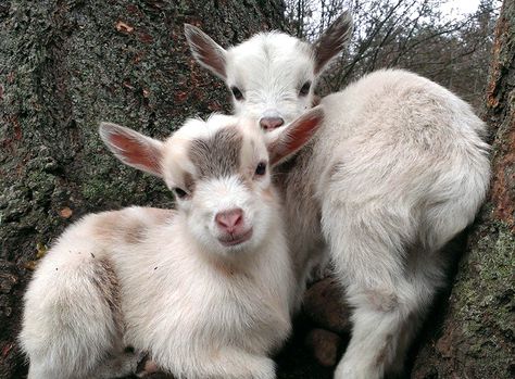 Baby Goats In Sweaters, Goats In Sweaters, Sunflower Farm, Baby Goat, Cute Goats, Puppies And Kitties, Baby Goats, Vedic Astrology, Hobby Farms