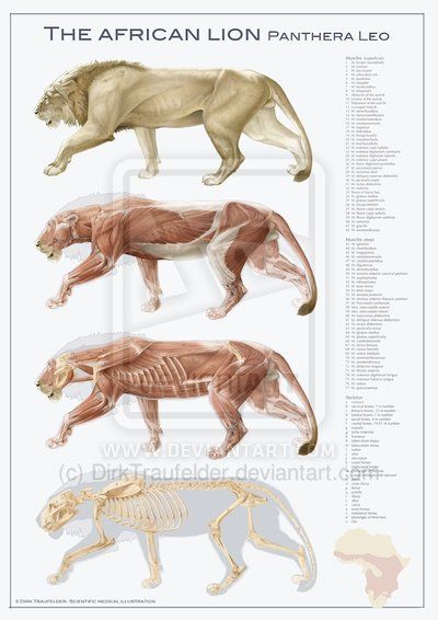 lion anatomy Lion Anatomy, Feline Anatomy, Cat Anatomy, Animal Skeletons, Animal Anatomy, Male Lion, Animal Study, Anatomy For Artists, African Lion