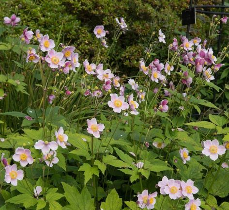 Anemone Windflower, Anemone Hupehensis, Japanese Plants, Late Summer Flowers, Chestnut Tree, Japanese Anemone, Elegant Garden, Chestnut Trees, Perennial Herbs