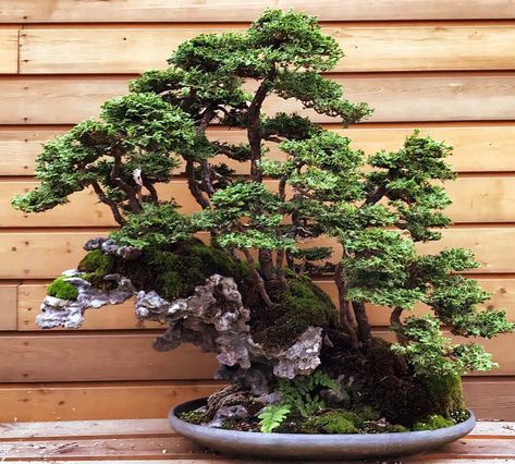 Hinoki Forest, planted 15 years ago on a slanting rock. Created by mr. Kimura and last styled by Bjorn Bjorholm. Now owned by Marcin Gajewski (Poland). #bonsai Forest Bonsai, Mini Jardin Zen, Bonsai For Beginners, Bonsai Indoor, Buy Bonsai Tree, Flowering Bonsai Tree, Bonsai Diy, Jade Bonsai, Bonsai Forest