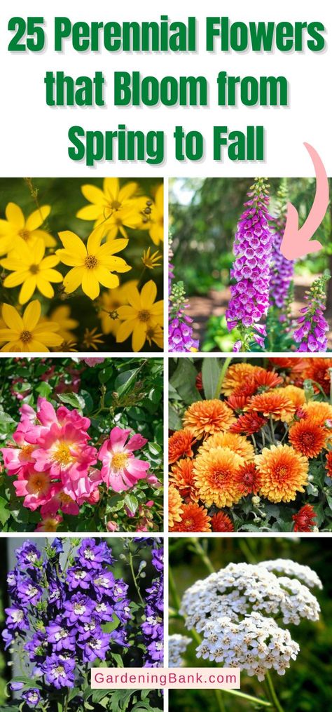 25 Perennial Flowers that Bloom from Spring to Fall pinterest image. All Season Flower Bed Perennials, Perrineals Flowers, Spring Summer Fall Perennial Garden, Corner Perrenial Garden, Wild Flower Gardens Backyards, Ohio Perrenial Flowers, Perrenial Flowers Front Of House, Garden Scape Ideas, Late Spring Blooming Perennials