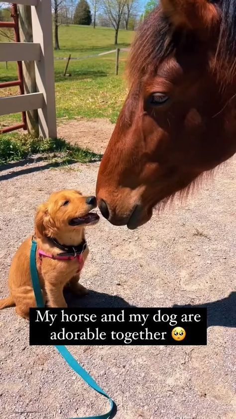 Zacharias Eis (@lifequotes7462) on Threads Horse Riding Videos, Dog And Horse, Horse Riding Holiday, Horse Meme, Riding Holiday, Best Buddies, Horse Videos, Dog Stories, Horses And Dogs