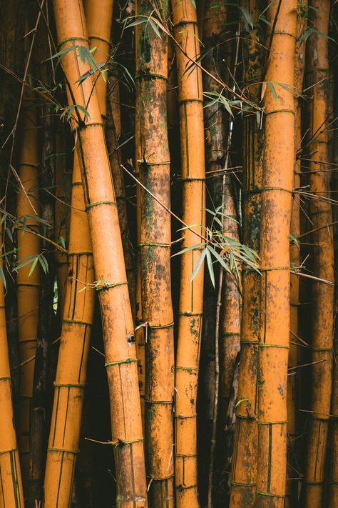 Bamboo-Zoomed | HD photo by Jakob Owens (@jakobowens1) on Unsplash November Wallpaper, Bamboo Trees, Tumblr Backgrounds, Most Beautiful Wallpaper, Iphone Homescreen Wallpaper, Iphone Backgrounds, Trendy Tree, Tree Photography, Trendy Wallpaper