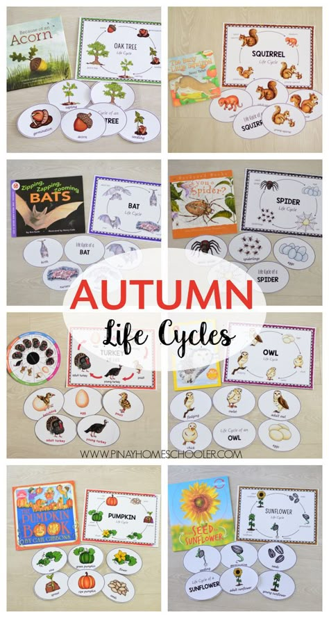 Autmn Life Cycles Fall Activity For Kids Elementary, Autumn Homeschool Activities, Autumn Homeschool, Autumn Kindergarten, Fall Unit Study, Life Cycles Preschool, Science Exhibition Projects, Autumn Printables, Seasons Lessons