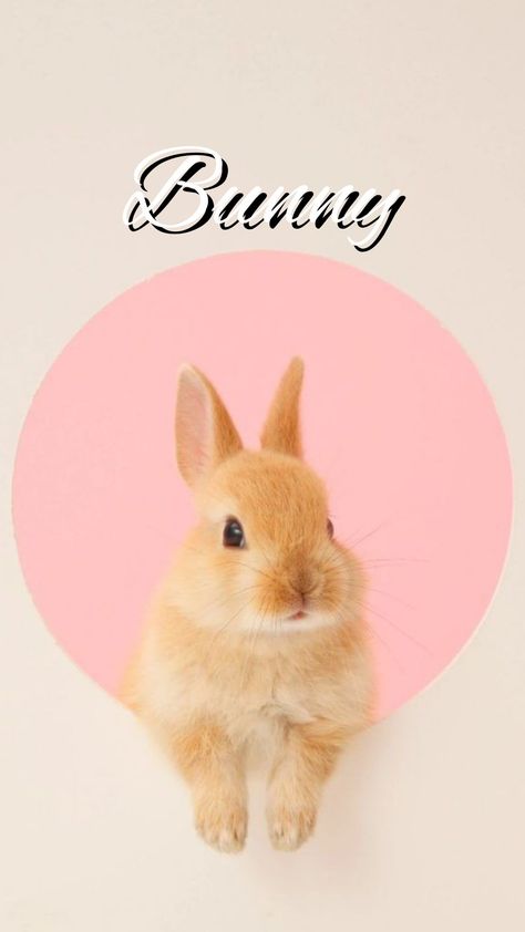 Rabbit Aesthetic Wallpaper, Wallpaper Colorful Aesthetic, Pink Rabbit Wallpaper, Rabbit Aesthetic, Bunny And Cat, Aesthetic Animals, All About Rabbits, Rabbit Wallpaper, Wallpaper Colorful