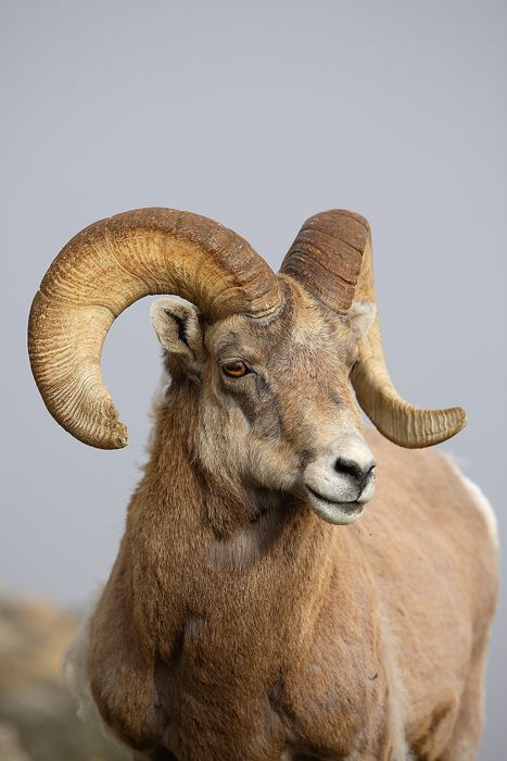 Bighorn Sheep, Rocky Mountain National Park, Colorado  ~ Photo by Nate Zeman Colorado Wildlife, Sheep Drawing, North American Animals, Rocky Mountain National Park Colorado, Big Horn Sheep, North American Wildlife, Goat Art, Bighorn Sheep, Sheep Art