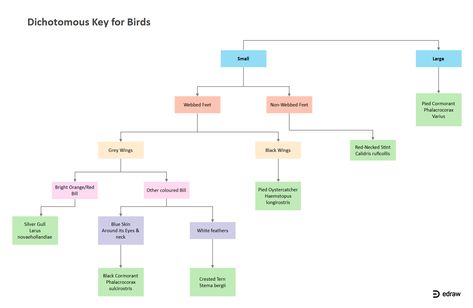 Birds Dichotomous Key | EdrawMax Editable Template Dichotomous Key Activity Middle School, Dichotomous Key Examples, Finding Key Details Anchor Chart, Key Details Anchor Chart, Biorythme Chart, Dichotomous Key, Science Diagrams, Physical Characteristics, Key Projects