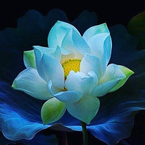 Lotus Flower Seeds, Lotus Flower Pictures, Lotus Painting, Lily Lotus, Lotus Blossom, Floral Inspiration, Beautiful Flowers Wallpapers, Flower Art Painting, Water Lily