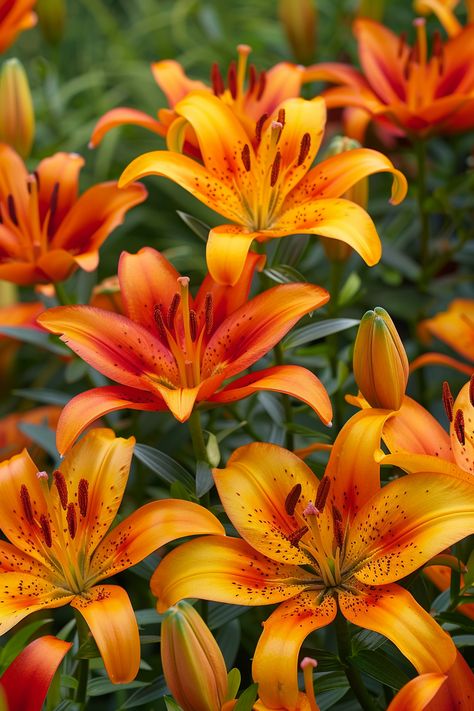 The Fire Lily dazzles with its fiery orange and red blooms that ignite any garden with intense color and drama. Symbolizing passion and vitality, it's a must-have for vibrant landscape designs.  Light: Full sun to partial shade. Water: Water thoroughly during growing season, allow to dry slightly between waterings. Soil: Well-drained, rich loam. Temperature: 60-75°F (16-24°C). Humidity: Moderate humidity. Fertilizer: Fertilize with a balanced fertilizer every 4-6 weeks during growing season.These striking flowers are great for cutting and make stunning floral arrangements.  #FireLily #FieryBlooms #VibrantGarden #FlowerAddict Orange Lily Flower, Glory Lily, Fire Lily, Boston Garden, Orange Lily, Vibrant Landscape, Pisces Girl, Potty Chair, Fire Flower