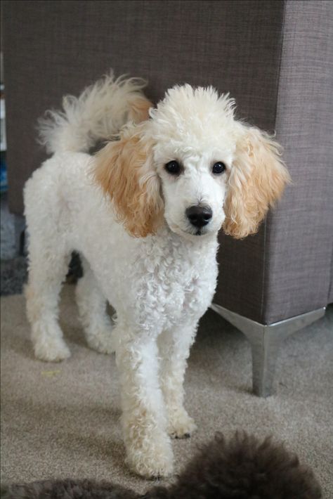 Cream miniature poodle Cream Poodle, Miniature Poodles, Parti Poodle, Mini Poodle, Poodle Miniature, Mini Poodles, Miniature Poodle, Standard Poodle, Toy Poodle